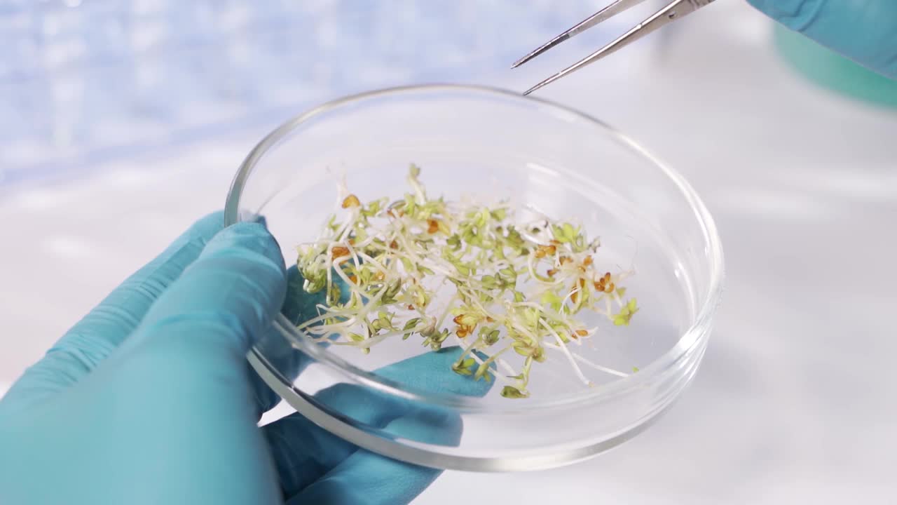 实验室转基因植物研究。医生正在进行一项改变小麦芽基因组的实验。视频素材