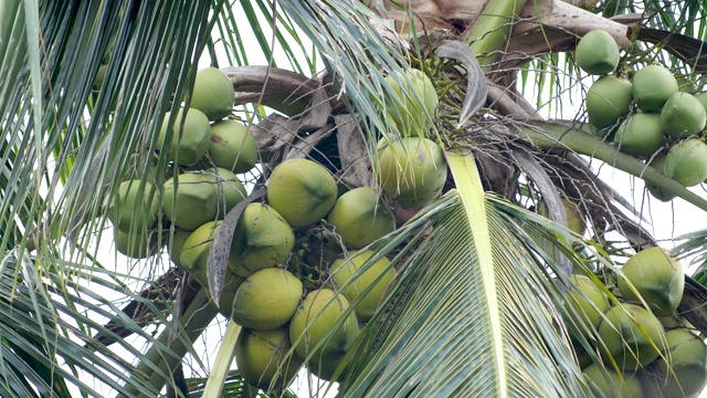 手从树叶后面，扭动并从树梢上采摘一个新鲜的椰子视频下载