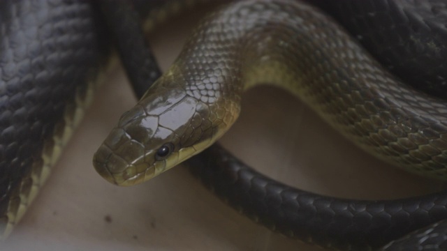 美丽的宠物蛇，一个美丽的玉米蛇的近距离图片。视频下载