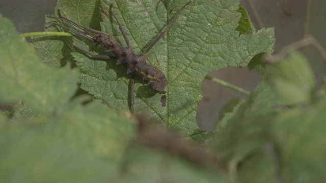 棒虫(Phasmatodea)近距离微距肖像视频素材