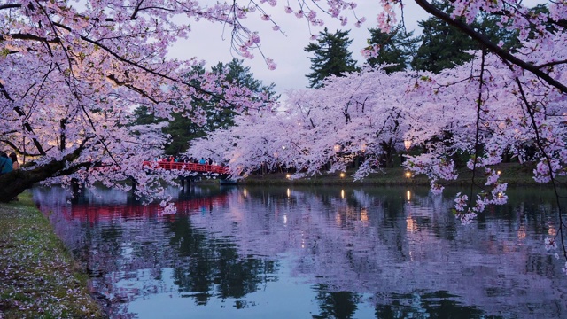 WS池塘和樱花在广崎公园，广崎，青森县，日本视频素材
