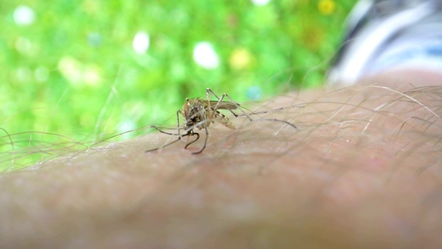 蚊子吸血的近距离观察视频下载