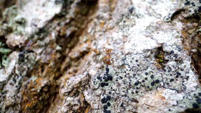 近距离观察树干上爬行的红色蚂蚁视频素材