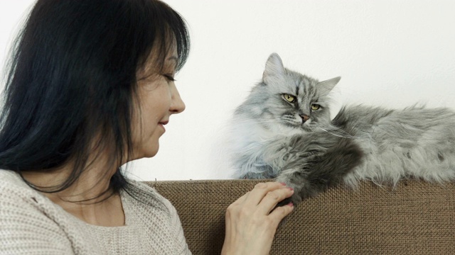 女人抚摸着可爱的灰色毛茸茸的猫视频素材