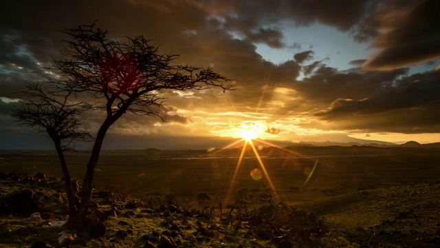 坦桑尼亚，太阳从树后升起视频下载