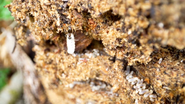 蚁丘的微距镜头，里面有很多蚂蚁视频素材