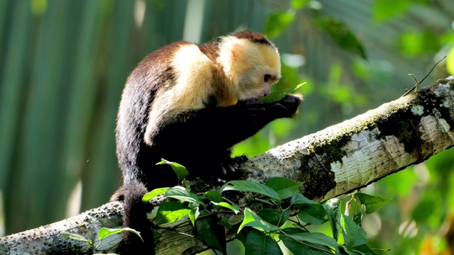 喂养野生卷尾猴:哥斯达黎加视频素材