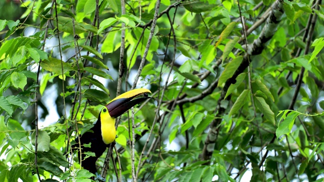 哥斯达黎加黄喉巨嘴鸟(黑颌巨嘴鸟)视频下载