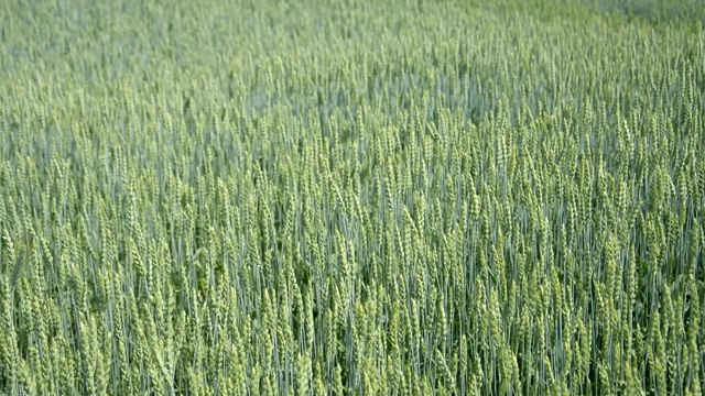 绿色的麦叶背景在微风的吹拂下摇曳视频下载