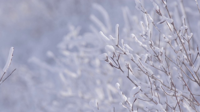 冬天的树枝上有雪/江原道正城郡，韩国视频素材