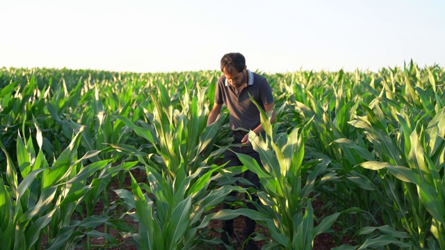 日落时分，一位农民在田里抚摸着玉米叶视频素材