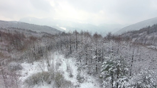 冬天下雪的树林/江原道正城郡，韩国视频素材