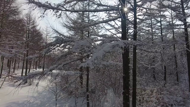冬天下雪的树林/江原道正城郡，韩国视频素材
