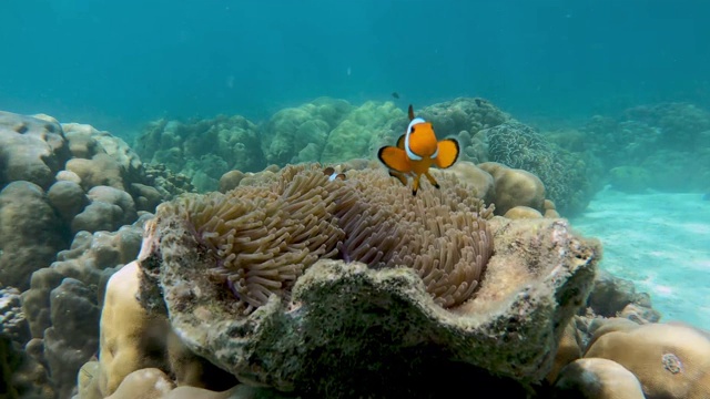 小丑鱼在海葵的壳上。海葵鱼夫妇在水下游泳。视频素材