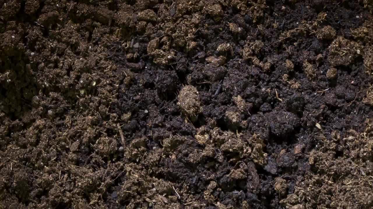豌豆苗从土壤中生长出来，时间流逝视频素材