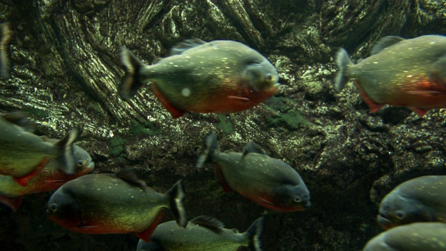 水族馆里的红食人鱼学校视频素材