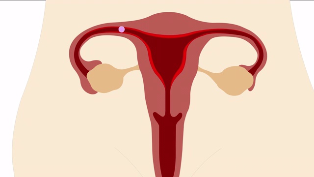 促卵泡生长和排卵至月经周期的女性卵巢。视频下载