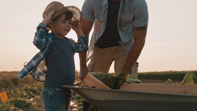 SLO MO父亲和儿子在田野里采摘蔬菜时玩得很开心视频素材