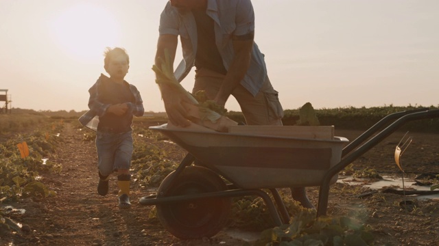 SLO MO父亲和儿子一起在一个田野在日落的质量时间视频素材