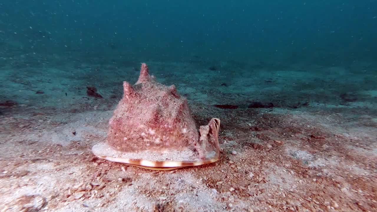 海螺壳是一种在海底爬行的活软体动物视频下载