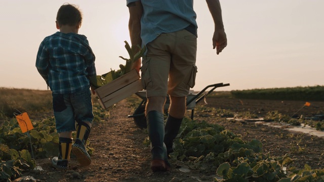 父亲和儿子在田里采摘蔬菜视频素材