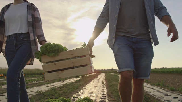 日落时分，SLO MO夫妇带着一箱新鲜采摘的蔬菜穿过田野视频素材