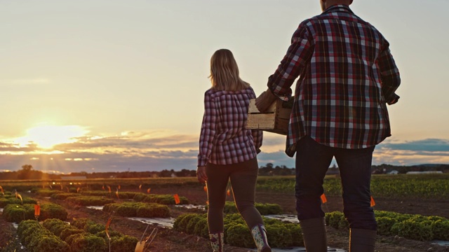日落时分，一对夫妇在田里用新鲜的蔬菜工作视频素材
