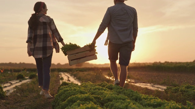 日落时分，一对SLO MO夫妇带着满满一箱蔬菜穿过田野视频素材