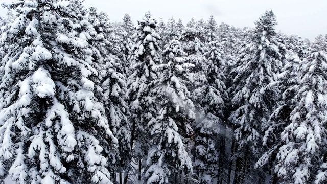 令人惊叹的低空鸟瞰图飞过混合森林和高大的雪松树过去的树枝在雪。冬季森林期间降雪4k视频素材