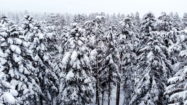 鸟瞰图一个下雪的针叶林冬天森林期间。冬季背景与前向视差效果和真实降雪视频素材