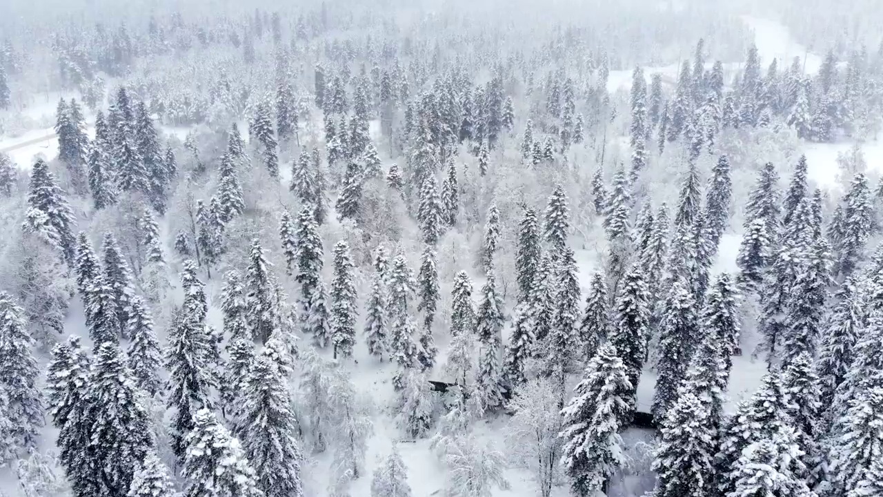 在下雪的针叶林的冬季森林的鸟瞰图。带有前视差效果和真实降雪的冬季背景视频素材