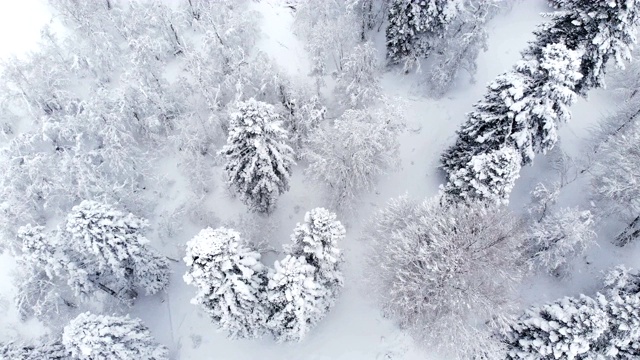鸟瞰图一个下雪的针叶林冬天森林期间。冬季背景与前向视差效果和真实降雪视频素材