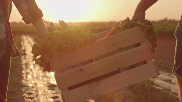 日落时分，一对面目全非的夫妇背着一箱蔬菜穿过田野视频素材