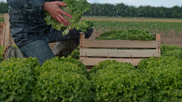 一名农民在雨中在田里工作时，把生菜装进板条箱里视频素材