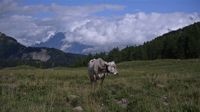 阿尔卑斯山草地上的奶牛。意大利-多洛米特，圣佩莱格里诺山口视频下载