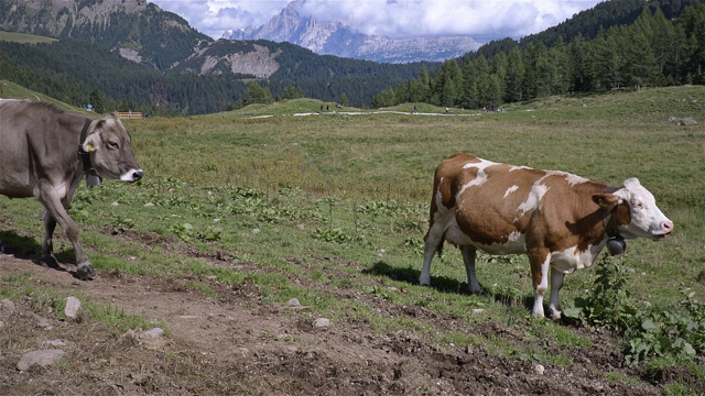 阿尔卑斯山草地上的奶牛。意大利-多洛米特，圣佩莱格里诺山口视频下载