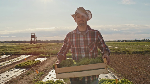 日落时分，穿着格子衬衫的农夫带着一箱新鲜采摘的生菜视频下载