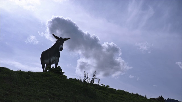 高山草地上的驴子。意大利-多洛米特，圣佩莱格里诺山口视频下载