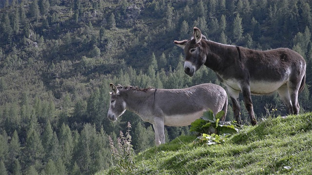 高山草地上的驴子。意大利-多洛米特，圣佩莱格里诺山口视频下载