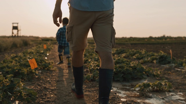 日落时分，父子俩穿着胶靴走在田野的中央视频素材