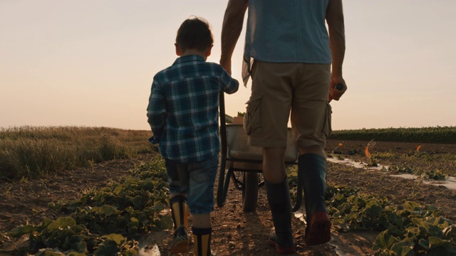 日落时分，父亲和儿子在田里推着一辆独轮手推车视频素材