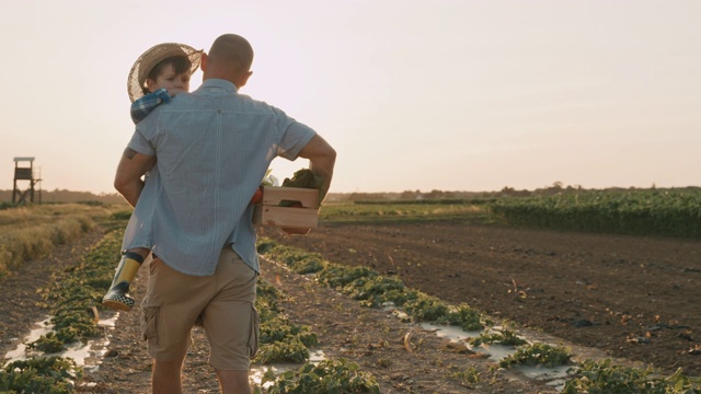 SLO MO父亲和儿子一起度过美好的时光，同时采摘蔬菜在一个田地在日落视频素材