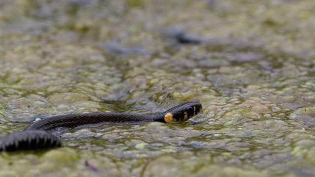 骰子蛇游泳通过沼泽灌木丛和藻类沼泽。慢动作视频素材