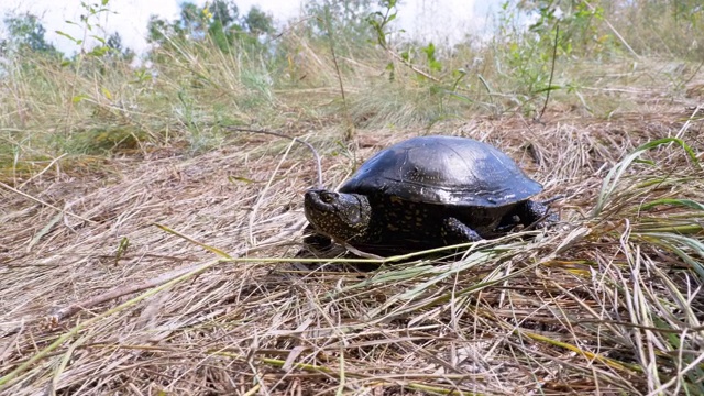 河龟在绿草地上爬行视频素材