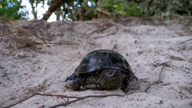 河龟在河岸附近的沙滩上向水中爬行。慢动作视频素材
