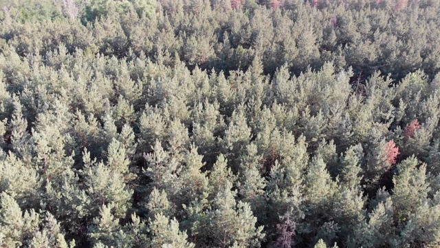 鸟瞰图松树林与田野。绿色树木的森林公园视频素材
