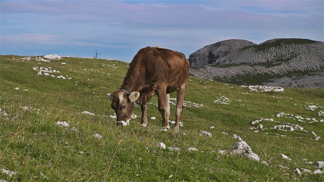 奶牛和特雷西米山或Drei Zinnen的观点视频下载