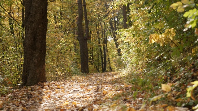 秋天的场景在森林中的清晨慢动作镜头视频素材