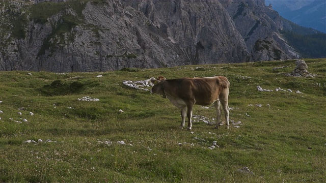 奶牛和特雷西米山或Drei Zinnen的观点视频下载