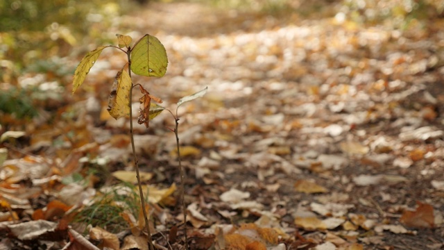 落叶下的小植物的慢镜头视频素材